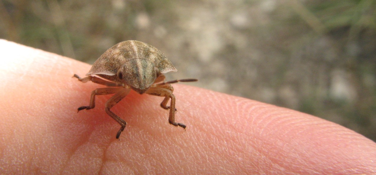 Heteroptera dei Colli Euganei